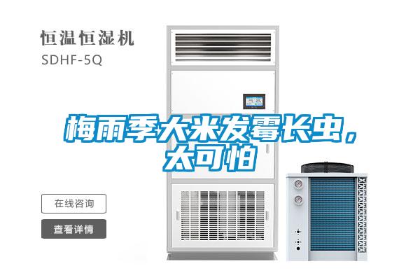 梅雨季大米發(fā)霉長(zhǎng)蟲(chóng)，太可怕