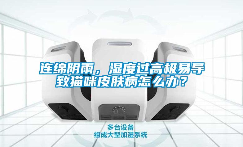 連綿陰雨，濕度過高極易導(dǎo)致貓咪皮膚病怎么辦？