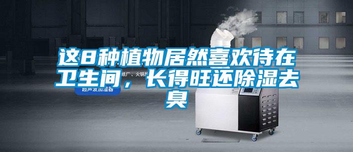 這8種植物居然喜歡待在衛(wèi)生間，長得旺還除濕去臭