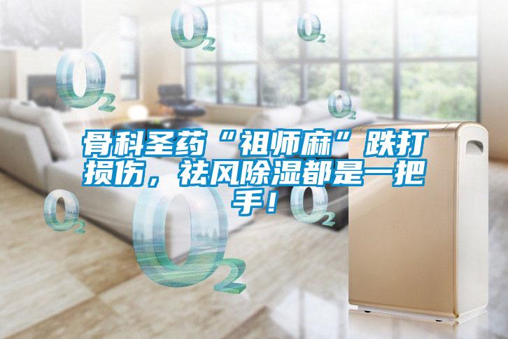 骨科圣藥“祖師麻”跌打損傷，祛風(fēng)除濕都是一把手！