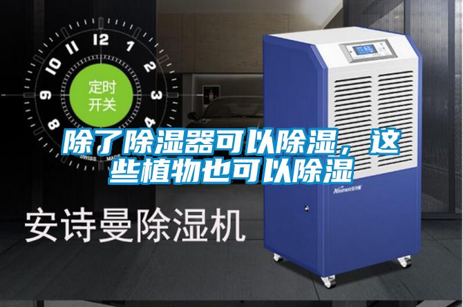 除了除濕器可以除濕，這些植物也可以除濕